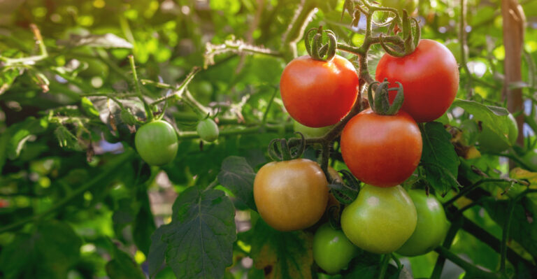 ripe tomatoes