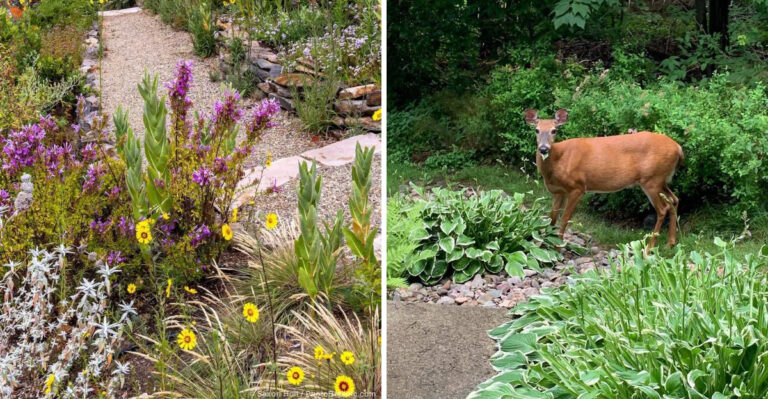 The Late-Summer Michigan Planting Tricks That Makes Garden Beds Less Inviting To Deer