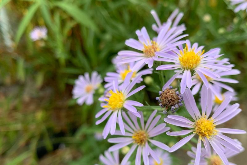 The Late-Summer Pollinator Patch Flower The Late-Summer Pollinator Patch Flower