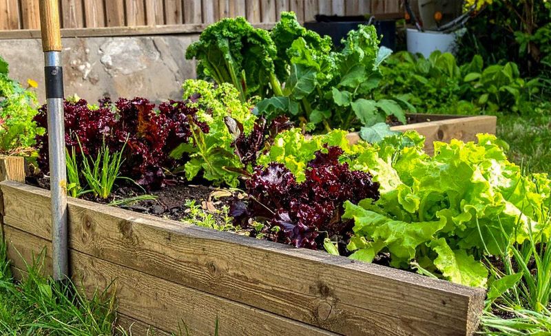 The Late-Summer Succession Planting And The Meaning Behind It The Late-Summer Succession Planting And The Meaning Behind It