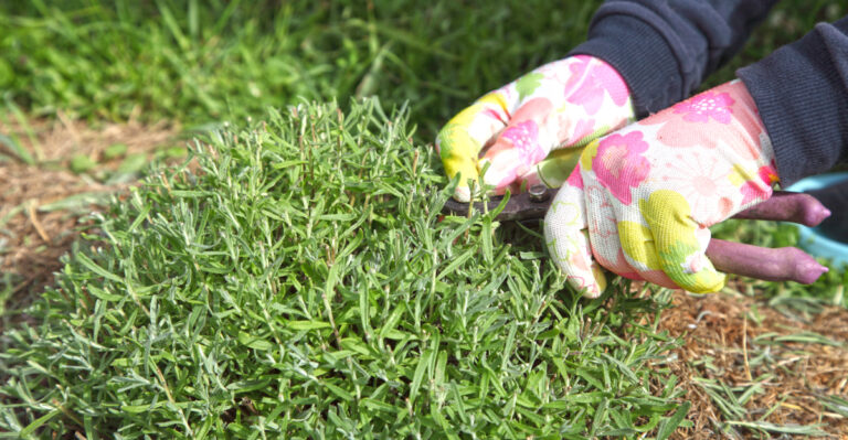 The Lavender Pruning Mistake Oregon Gardeners Make Right After The Second Bloom