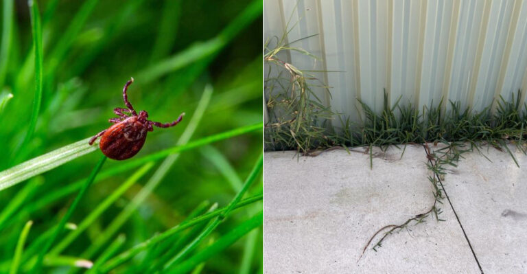 The Lawn Habits That May Be Bringing More Ticks Into California Yards This Summer