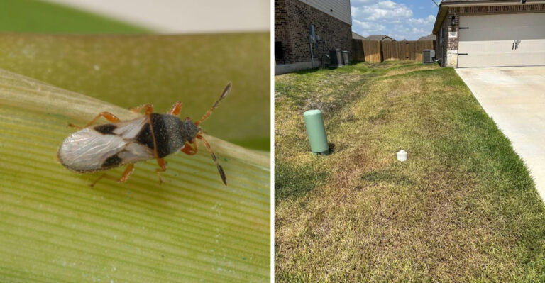 The Lawn Insect Thriving In Texas Heat While Your Grass Turns Brown