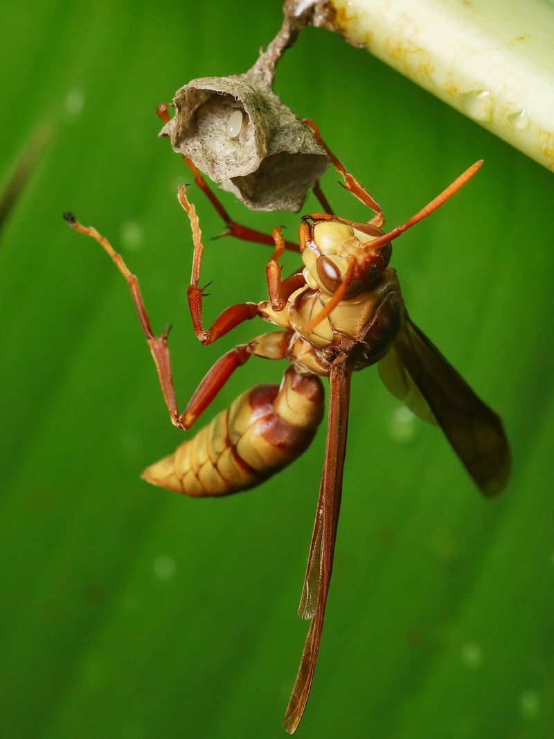 The Location, Not The Wasp's Mere Presence, Determines The Risk
