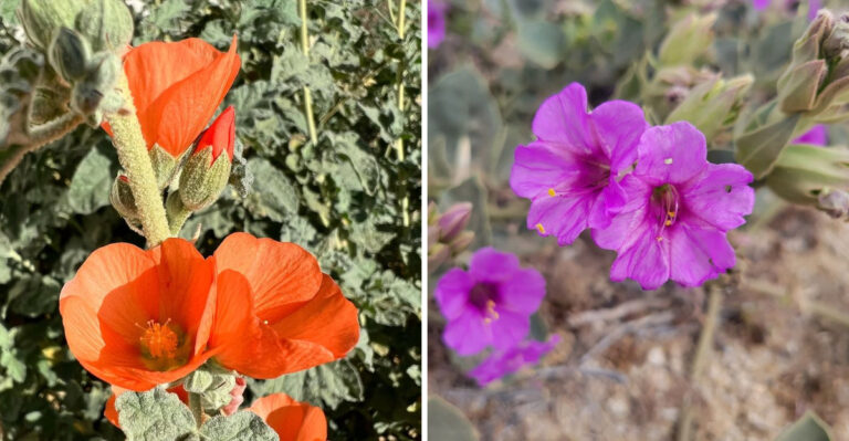 The Low-Water Flowers That Stand Out In Arizona Front Yards