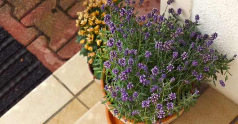 The Low-Water Plants That Make California Front Steps Look Welcoming