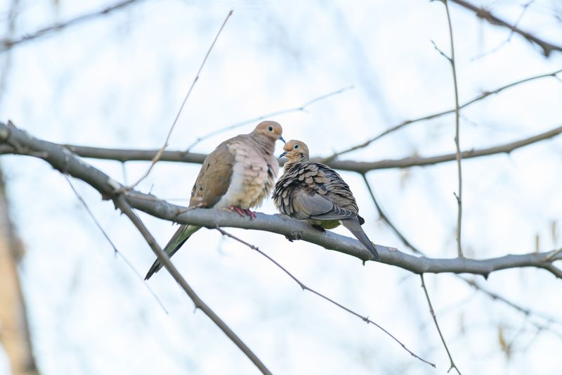 The Loyalty And Love Doves Represent The Loyalty And Love Doves Represent