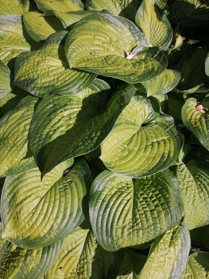 The Main Culprit Behind Brown Hosta Edges In Minnesota The Main Culprit Behind Brown Hosta Edges In Minnesota