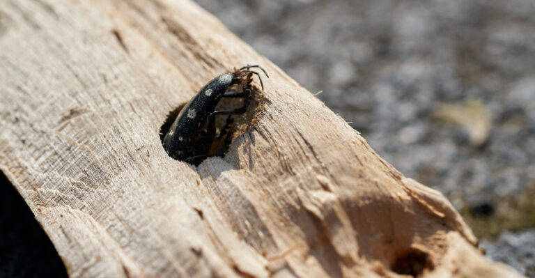 asian longhorned beetle