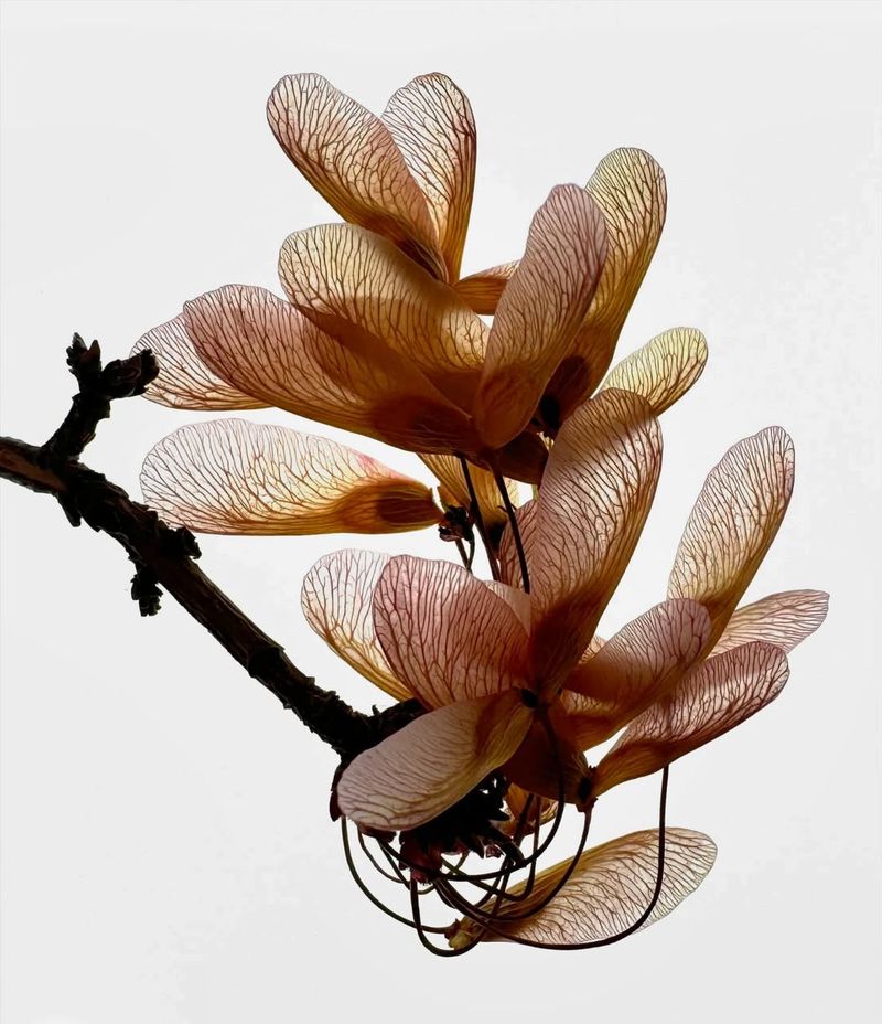 The Maple's Winged Seeds Are Built For Long-Distance Spread The Maple's Winged Seeds Are Built For Long-Distance Spread