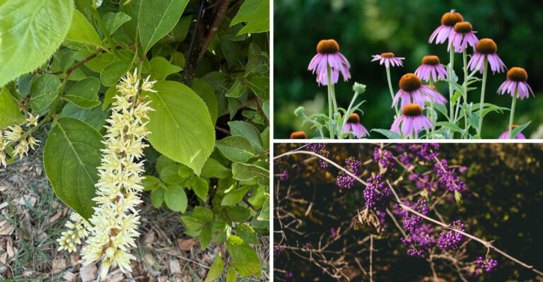 The Maryland Eastern Shore Plants Handling Both Wet Springs And Dry Summers