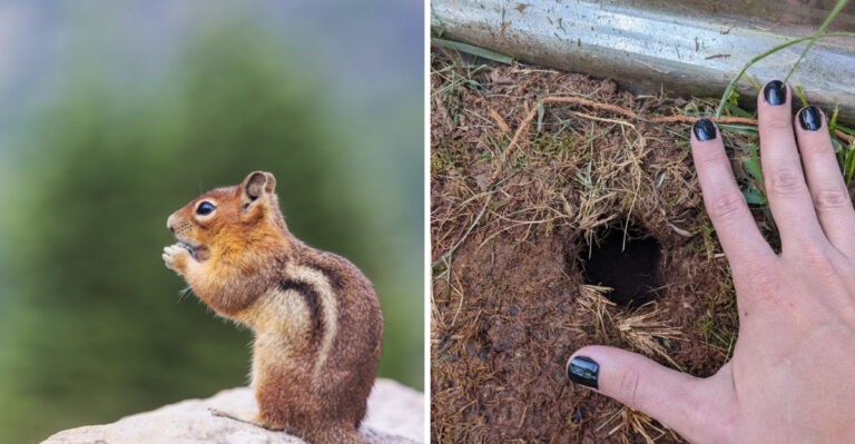 The Meaning Behind A Chipmunk Suddenly Disappearing From Your Pennsylvania Garden