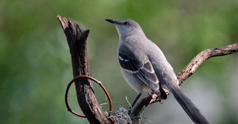 mockingbird