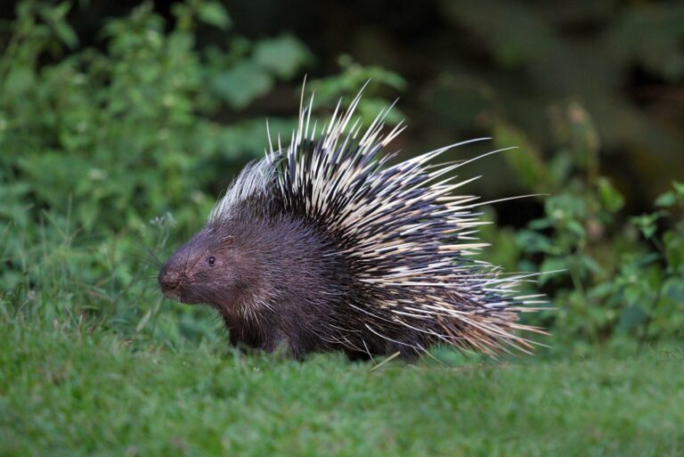 porcupine