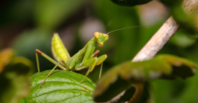 Praying Mantis (featured image)