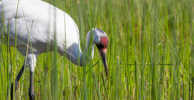 The Meaning Behind A Whooping Crane Appearing Near Your Texas Property