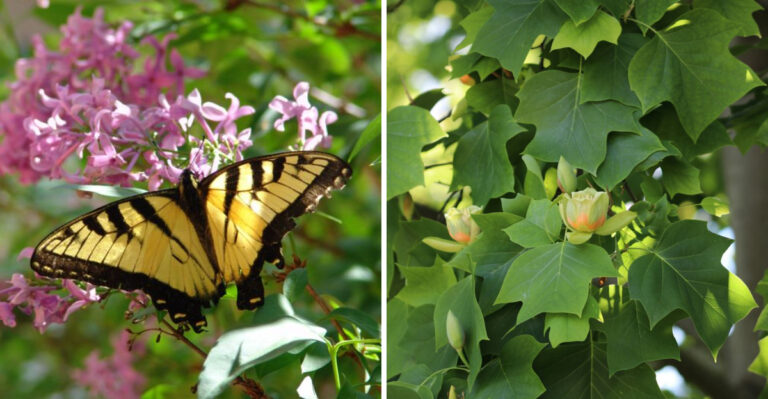 The Meaning Behind An Eastern Tiger Swallowtail Visiting Your Pennsylvania Garden Repeatedly This Summer
