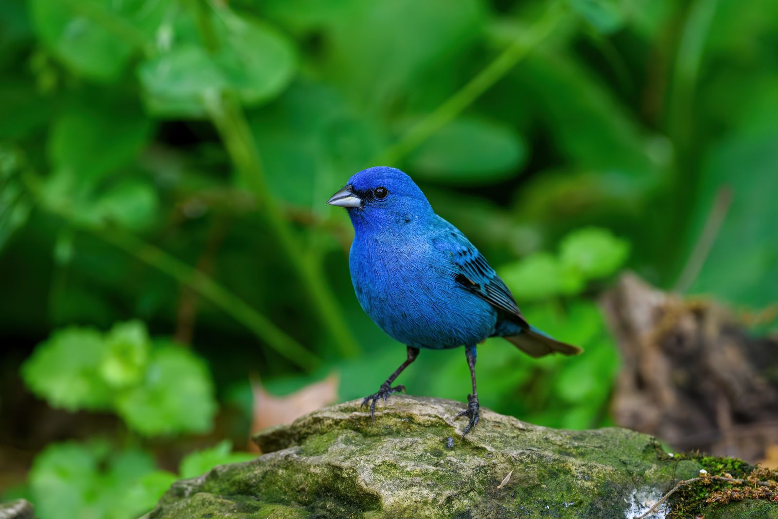indigo bunting