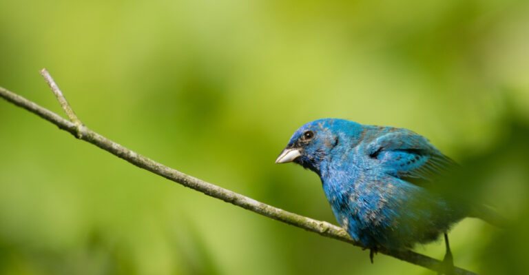 The Meaning Behind An Indigo Bunting Visiting Your Virginia Yard This Summer
