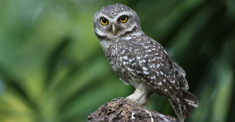 The Meaning Behind An Owl’s Visit To Your Wisconsin Yard