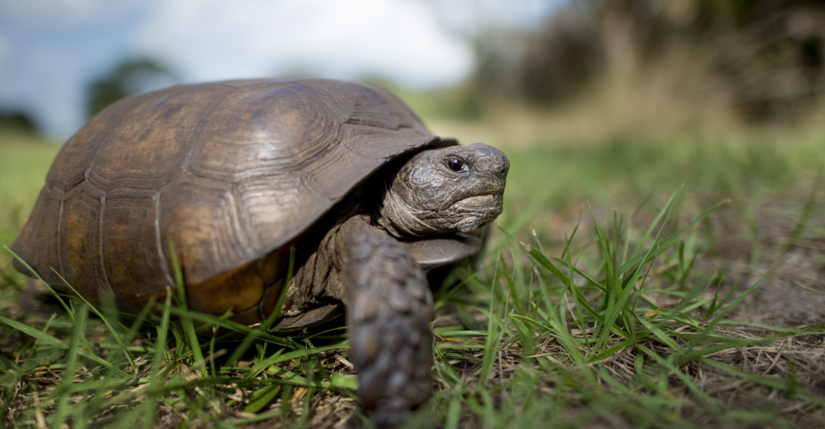Gopher Tortoise