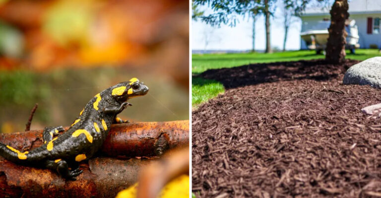 salamander and mulch
