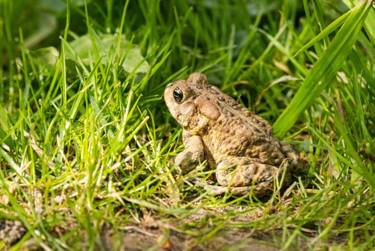toad in garden