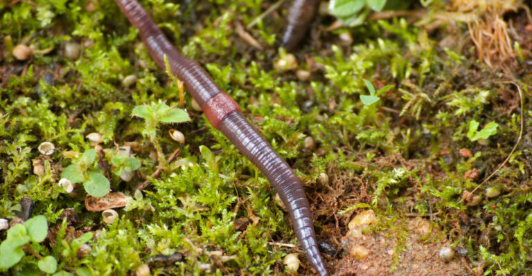 earthworm