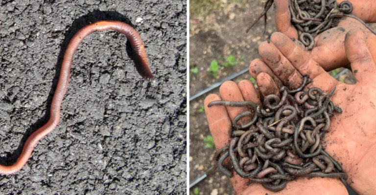 earthworms