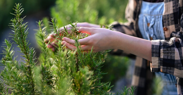 The Meaning Behind Growing Rosemary In Your Florida Summer Garden