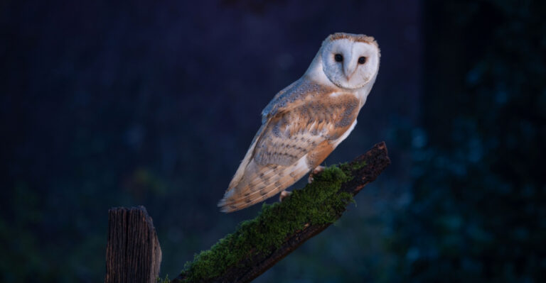 The Meaning Behind Hearing An Owl Call Near Your Pennsylvania Home At Night