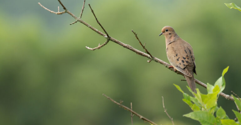 The Meaning Behind Mourning Doves Nesting In Your Wisconsin Garden