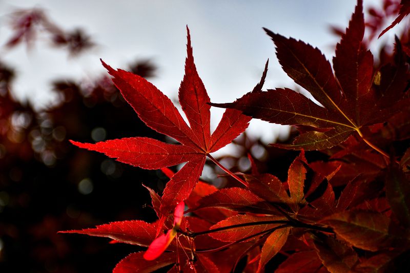 The Meaning Behind Red Leaves In Feng Shui The Meaning Behind Red Leaves In Feng Shui