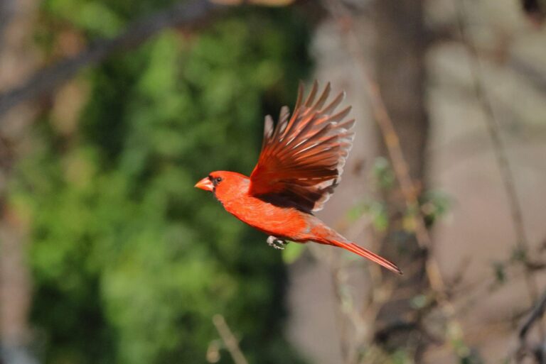 cardinal bird