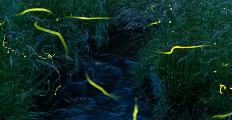 Fireflies (featured image)