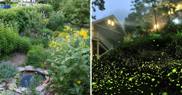 firefly habitat