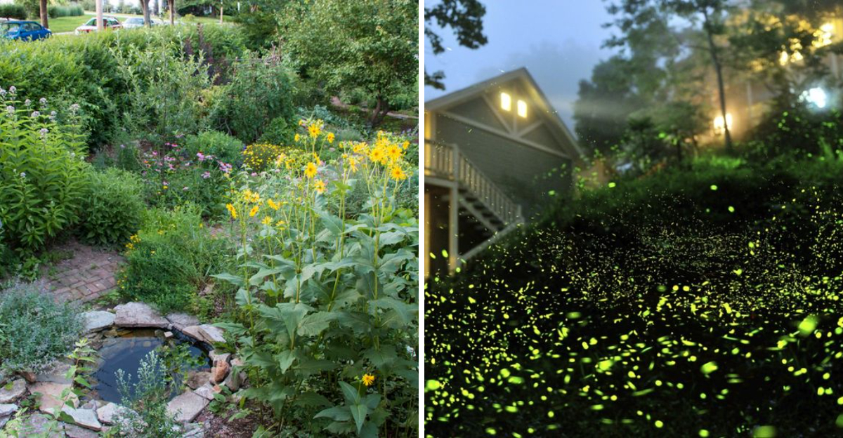 firefly habitat