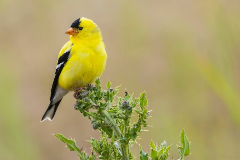 goldfinch