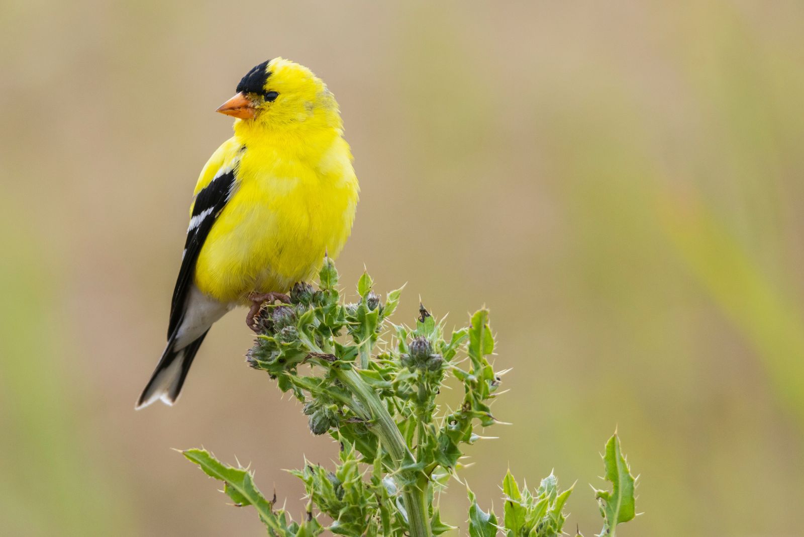 goldfinch