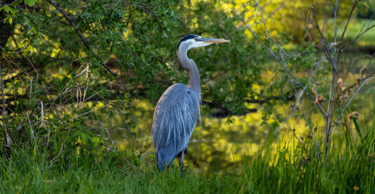 The Meaning Behind Seeing A Great Blue Heron Near Your Oregon Garden