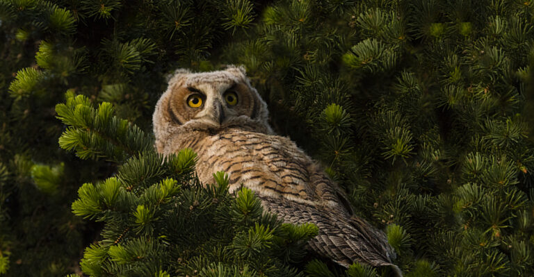 The Meaning Behind Seeing A Great Horned Owl Near Your California Home At Night