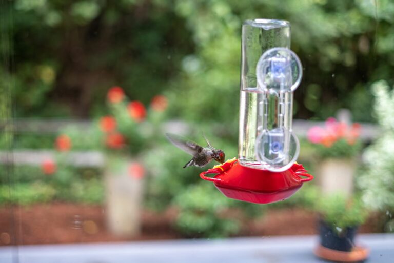 hummingbird near window