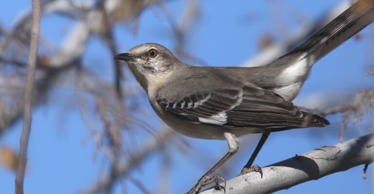 The Meaning Behind Seeing A Mockingbird In Your Arkansas Yard