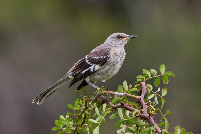 mockingbird