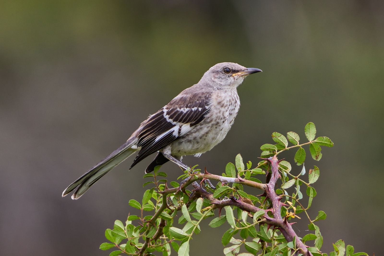 mockingbird