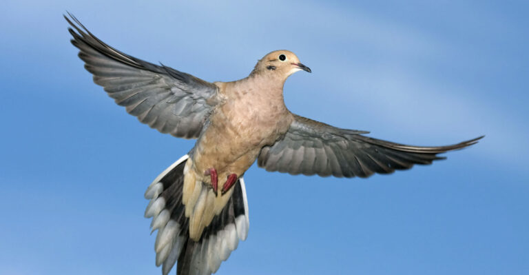 mourning dove