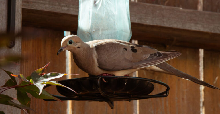 Mourning dove (featured image)
