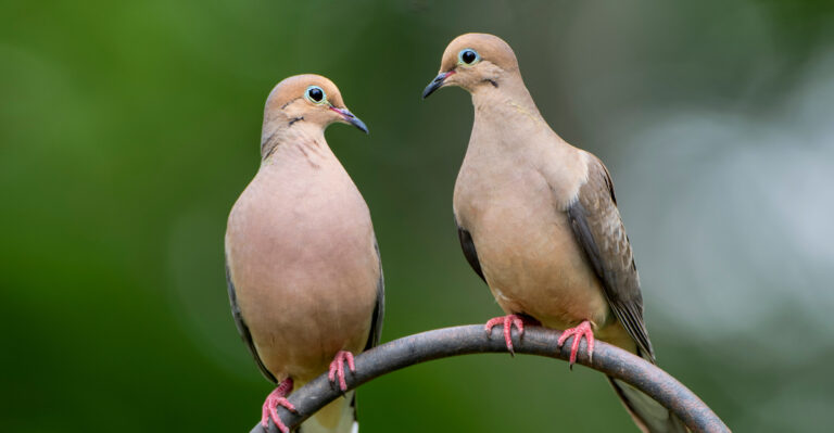The Meaning Behind Seeing A Mourning Dove In Your Illinois Yard