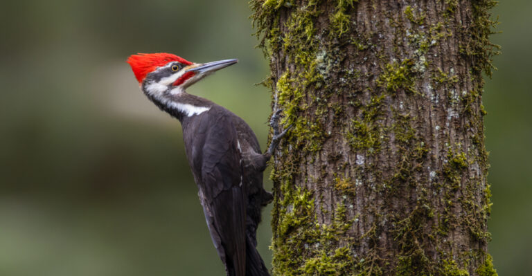 The Meaning Behind Seeing A Pileated Woodpecker In Your Oregon Yard
