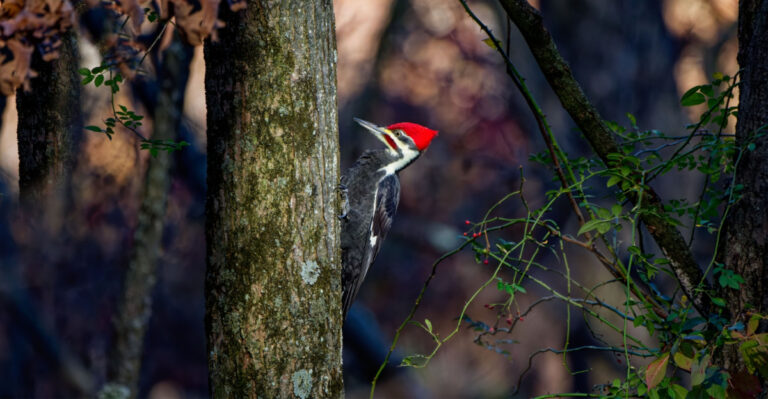 The Meaning Behind Seeing A Pileated Woodpecker In Your Pennsylvania Yard